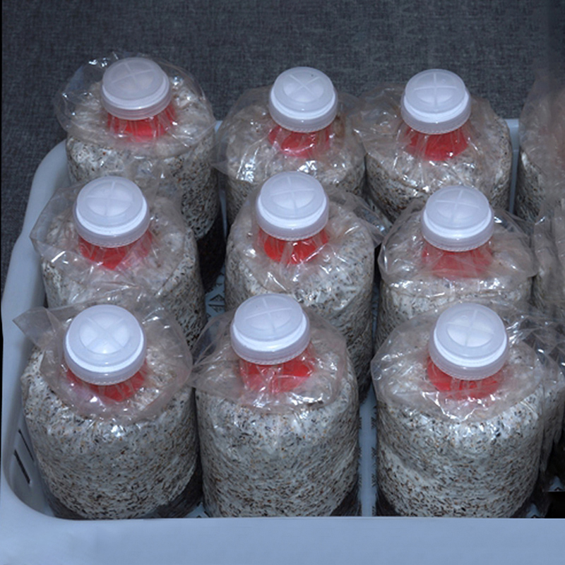 10 szt. Pierścieni uszczelniaj – Mushroom Spawn Bag recenzja i cena