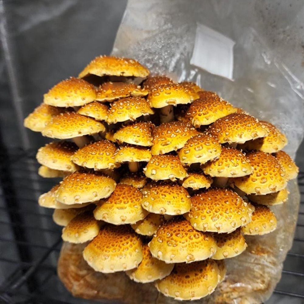 50 szt. PP worek do uprawy grz – Mushroom Spawn Bag recenzja i cena